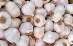 White Garlic